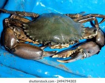Crab  big whole