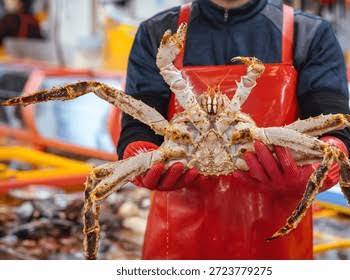 Crab  big whole